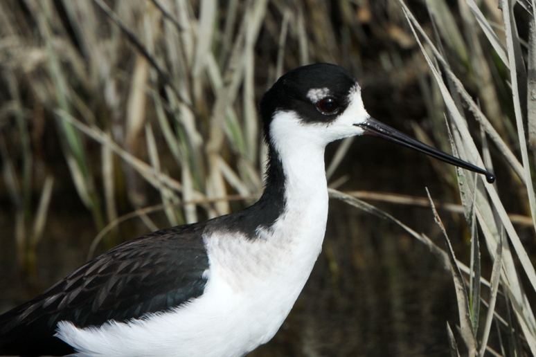 baylands